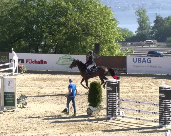 Reitturnier Wädenswil 2024