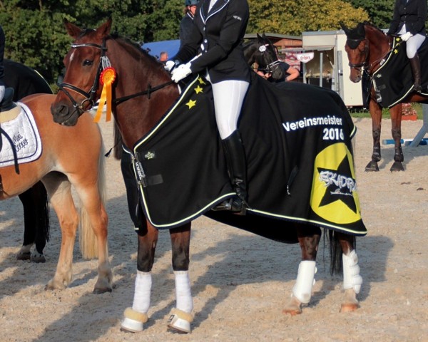 dressage horse Shamino Boy B (German Riding Pony, 2006, from Special Dream TCF)