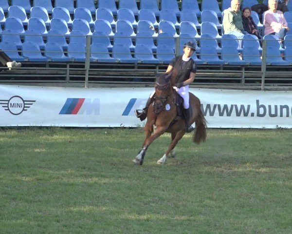 Reitturnier Scharnebeck 2024