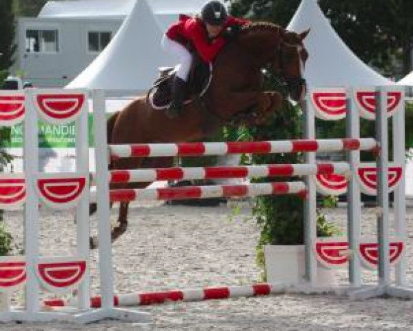 stallion Quest du Buhot (French Pony, 2004, from Nabor)