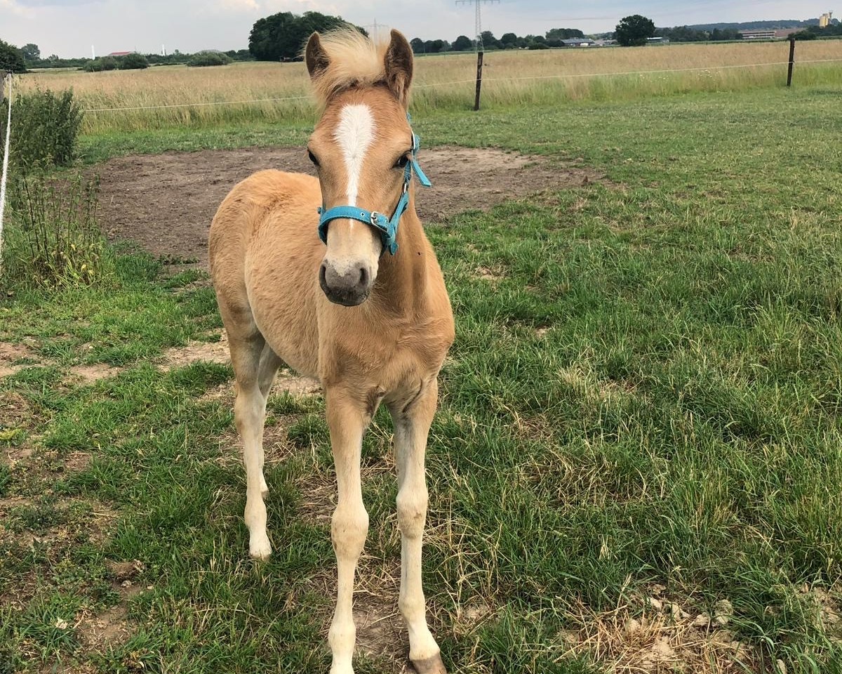 jumper New Heartbreaker O (German Riding Pony, 2019, from Fs Numero Uno)