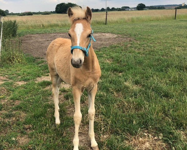 Springpferd New Heartbreaker O (Deutsches Reitpony, 2019, von Fs Numero Uno)