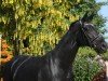 broodmare Sianalou MR (Westphalian, 2010, from Schumacher)