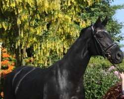 broodmare Sianalou MR (Westphalian, 2010, from Schumacher)