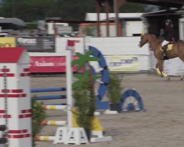 Reitturnier Giubiasco 2024