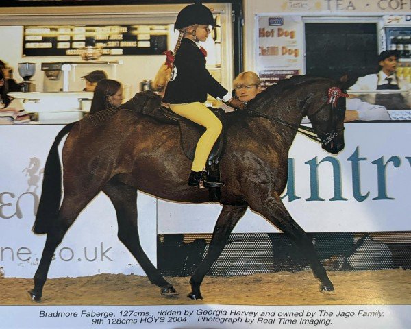 horse Bradmore Faberge (British Riding Pony, 1999, from Sandbourne Royal Ensign)