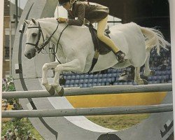 Pferd Wrigley Puccini (British Riding Pony, 1984, von Fairley Rembrandt)