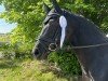 dressage horse Damon's Dawina (Westphalian, 2019, from Damon Hill)