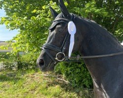 dressage horse Damon's Dawina (Westphalian, 2019, from Damon Hill)