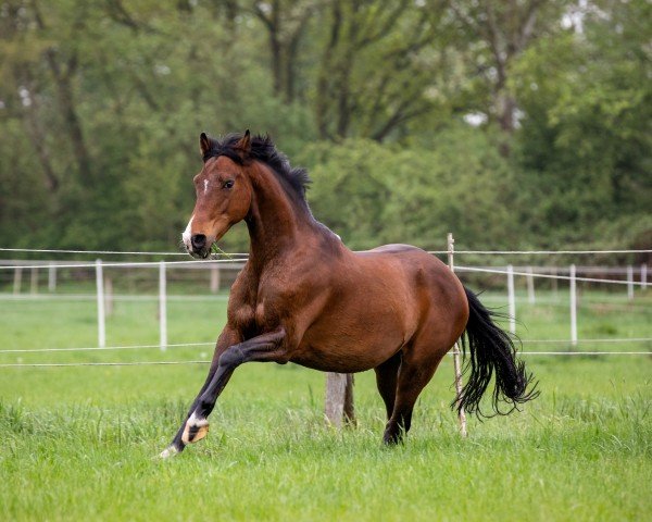 jumper Figo 63 (German Riding Pony, 2008, from For Kids Only)