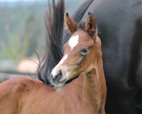 foal by Belina SM (Oldenburg, 2024, from Be my Dancer)