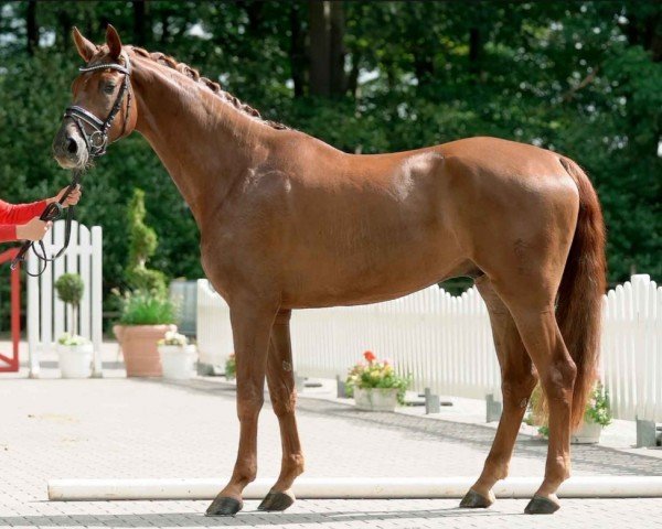 dressage horse Fürst Flynnigen W (Westphalian, 2017, from Flashdance)