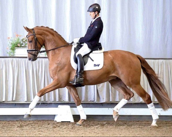 dressage horse Shazam (Westphalian, 2017, from Sir Heinrich OLD)