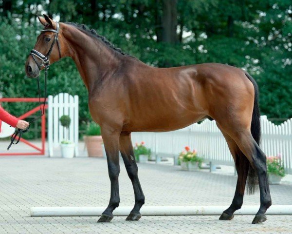 dressage horse Montreal 74 (Westphalian, 2016, from Morricone)