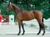 dressage horse Montreal 74 (Westphalian, 2016, from Morricone)