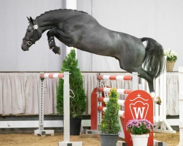 jumper Chacandro Sz (Oldenburg show jumper, 2018, from Chacoon Blue)