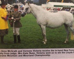 broodmare Vernons Victoria (New Forest Pony, 1983, from Vernons Vespers)