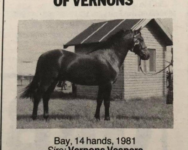 stallion Frankincense of Vernons (New Forest Pony, 1981, from Vernons Vespers)