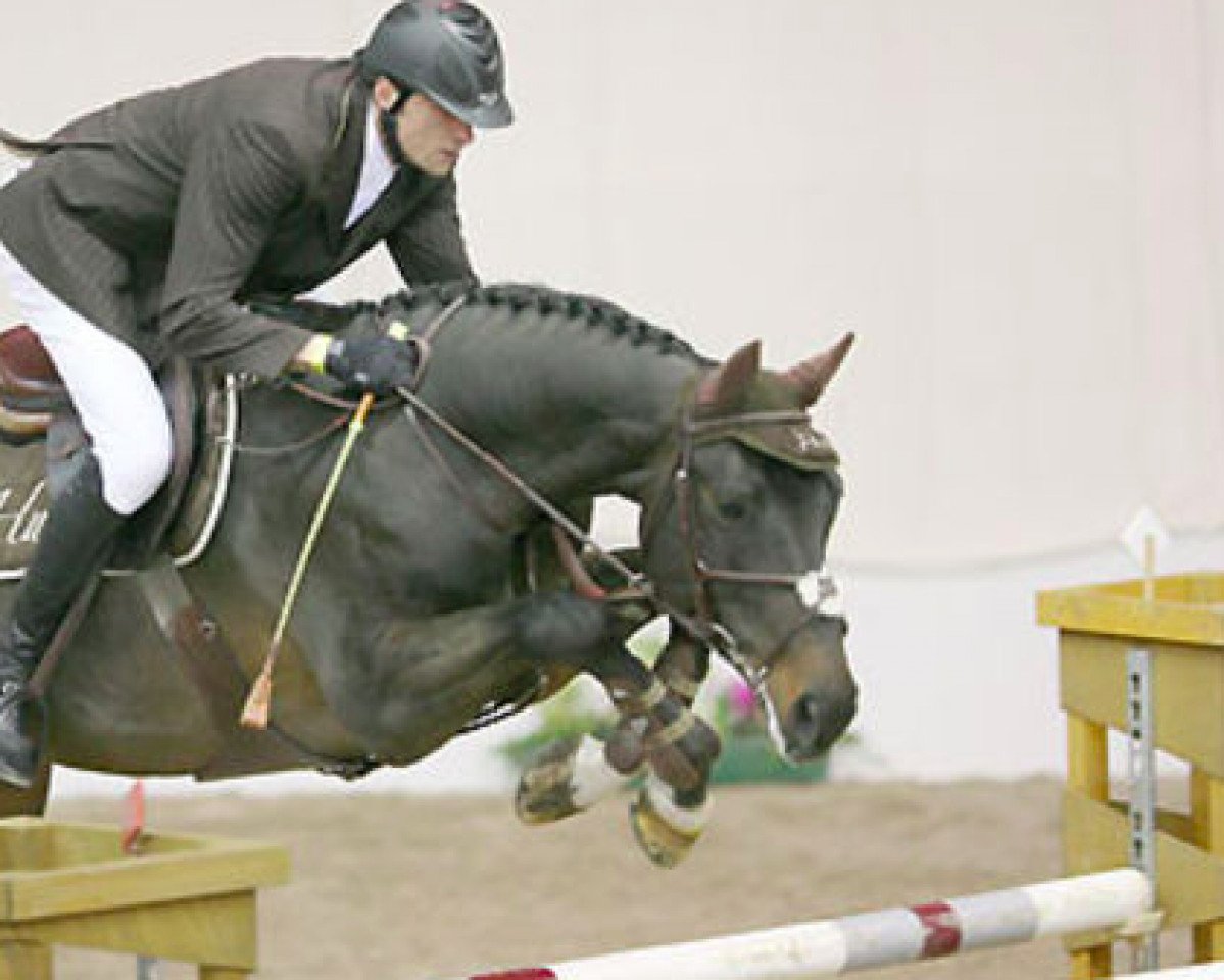 Deckhengst Spartakhus (Hannoveraner, 2004, von Stakkato)