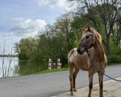 jumper Amaretto 308 (Pony without race description, 2011)