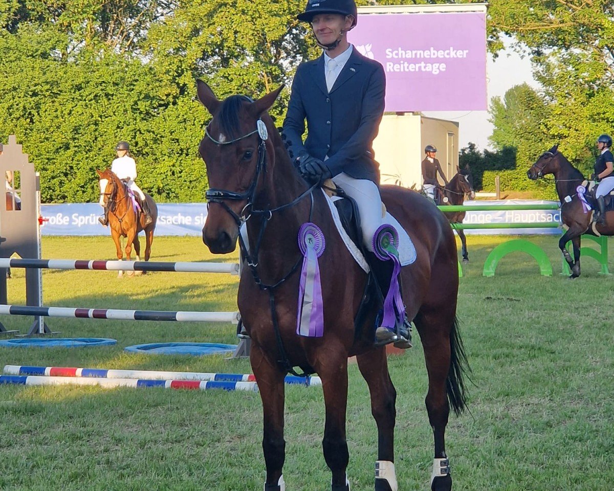Springpferd Ischia 4 (Deutsches Sportpferd, 2014, von Icare d'Olympe AA)