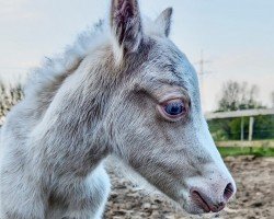 foal Tamme von der Dänenwiek (Welsh mountain pony (SEK.A), 2024, from Shamrocklake The Cool Cardinal)