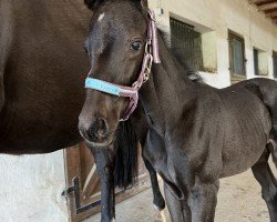 Fohlen von Holloman JB (Trakehner, 2024, von Kenneth)