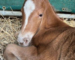 Fohlen von Edda von der Dänenwiek (Welsh Pony (Sek.B), 2024, von Halifax)