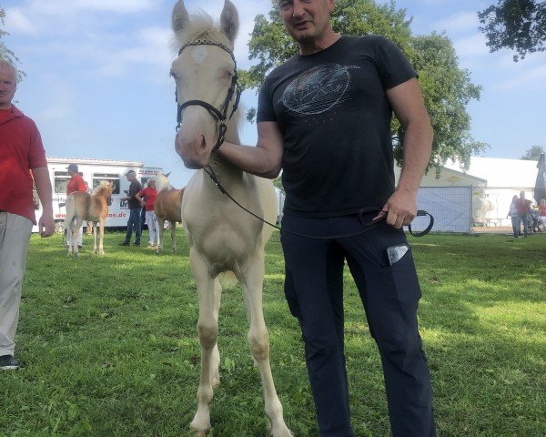 Pferd Greenstar Clärchen (Welsh-Cob (Sek. D), 2023, von Brimstone Spirit)