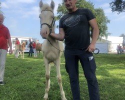 Pferd Greenstar Clärchen (Welsh-Cob (Sek. D), 2023, von Brimstone Spirit)