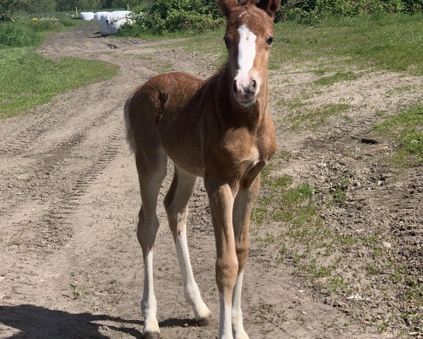 Fohlen von Quadriga von der Dänenwiek (Deutsches Reitpony, 2024, von Quaterback's Junior)