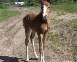 foal by Quadriga von der Dänenwiek (German Riding Pony, 2024, from Quaterback's Junior)