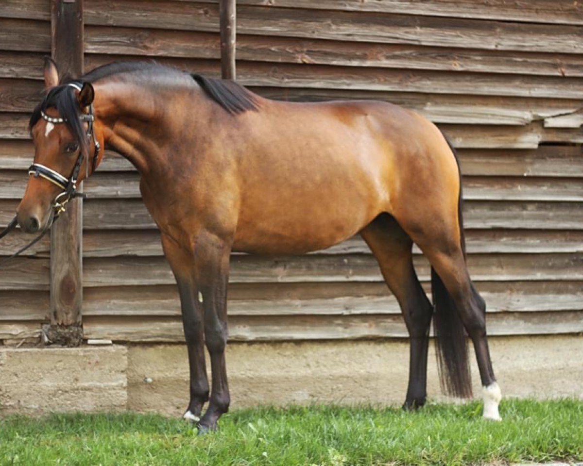broodmare Blueeye´s Wilga (German Riding Pony, 2018, from Woodstock)