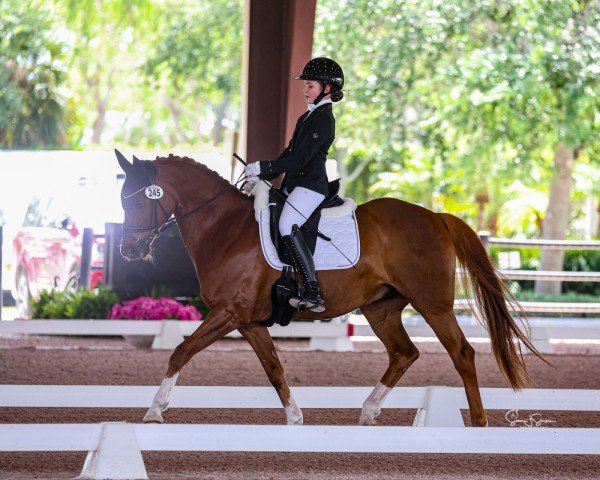 dressage horse Destino (Hanoverian, 2010, from Desperados FRH)