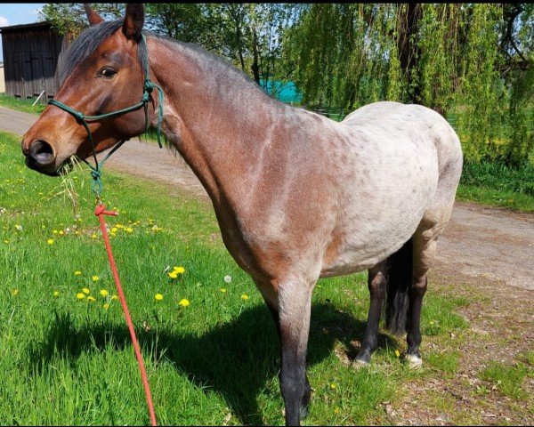 horse Ihnetal Brenda (Connemara Pony, 2017, from Flashing Brendan)