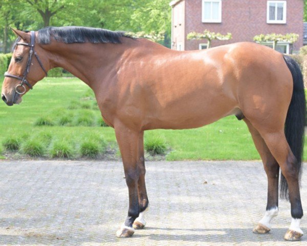 jumper Hard To Beat Marienshof Z (Zangersheide riding horse, 2016, from Hardrock Z)