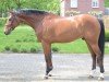 Springpferd Hard To Beat Marienshof Z (Zangersheide Reitpferd, 2016, von Hardrock Z)