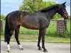 jumper Balous Blacky (Oldenburg show jumper, 2016, from Balous Bellini)