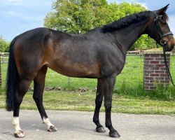 jumper Balous Blacky (Oldenburg show jumper, 2016, from Balous Bellini)