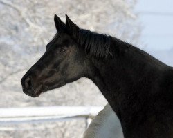 broodmare Hillary (Hanoverian, 2005, from Hohenstein I)