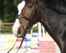 broodmare Conara (Oldenburg show jumper, 2003, from Concetto I)