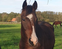 jumper Hello Blue P (Westphalian, 2021, from Hickstead Blue)