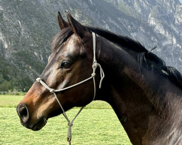 dressage horse Finest Grandios (German Sport Horse, 2016, from Fürst Grandios)