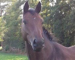 broodmare Chicagofly (Holsteiner, 2010, from Quirado)