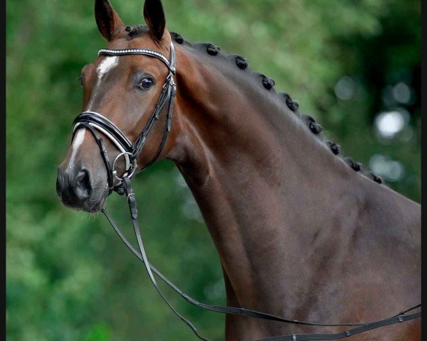 dressage horse Fabioso 8 (Rhinelander, 2017, from Fiamingho Ms)