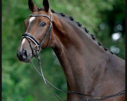 dressage horse Fabioso 8 (Rhinelander, 2017, from Fiamingho Ms)