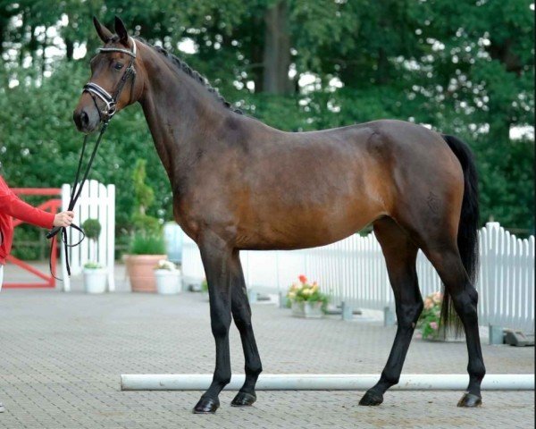 dressage horse Rokaya (Westphalian, 2017, from Rocky Lee)