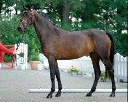 dressage horse Rokaya (Westphalian, 2017, from Rocky Lee)