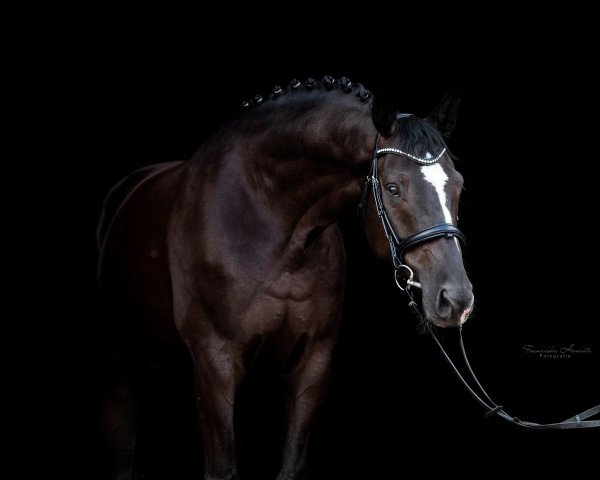 dressage horse De Ninjo 3 (Hanoverian, 2015, from De Niro)