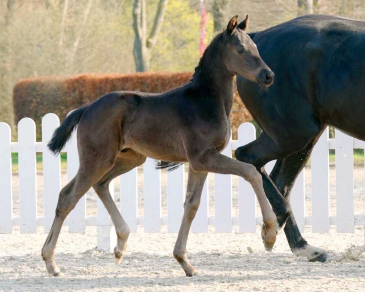 horse Dynamic Boy (Westphalian, 2022, from Dynamic Dream)